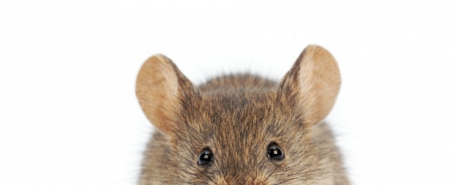 ‘Heavy Mouse’, Fed On a Diet Of Isotopes May Be the Key To Generating Tissues In Lab
